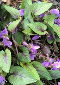 Viola coreana 'Mars'